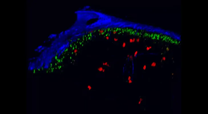 El VIH moviéndose por el cuerpo en tiempo real (VIDEO)