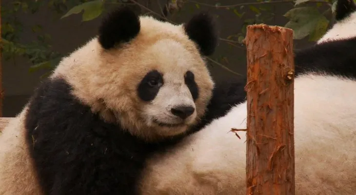 Tres personas procesadas en China por matar un panda gigante y vender su carne
