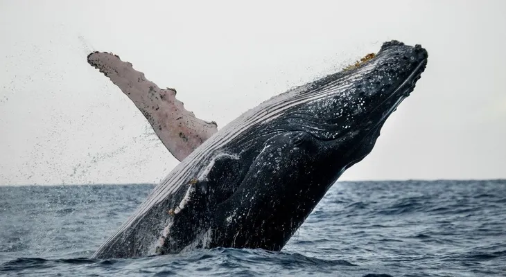 Medio Ambiente inicia temporada de observación de ballenas jorobadas 2022