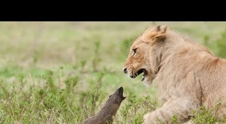 Video muestra a pequeña mangosta luchar contra cuatro leones y salir con vida