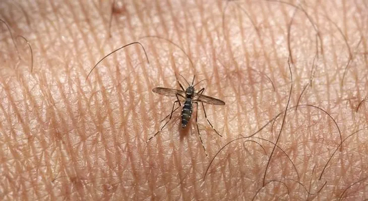 Chikungunya causa 21 muertos en el Caribe; República Dominicana país con mayor cantidad de infectados