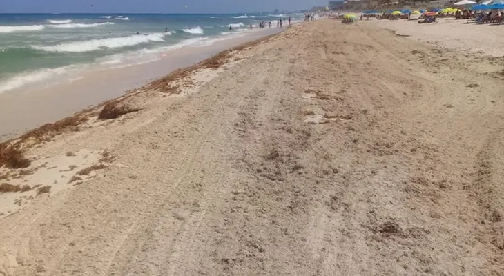 El sargazo, el alga que invade las costas del Caribe y pone en alerta a México