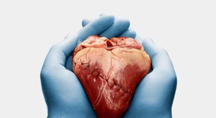 La científica rejuvenece corazones