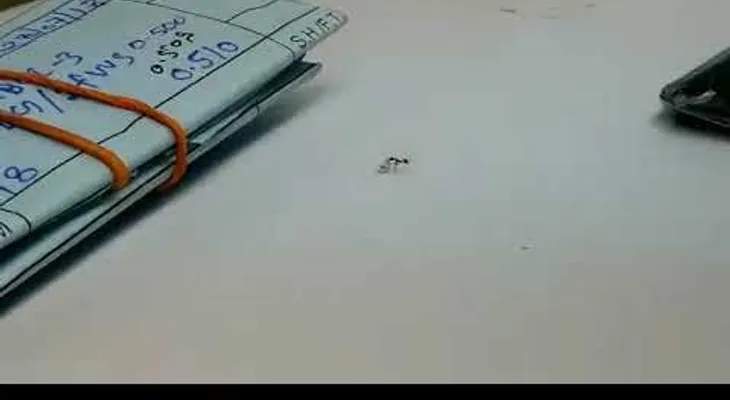 Una hormiga roba un diamante en un taller de joyería