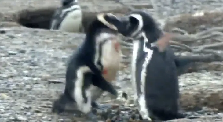 Penguin drama: la sangrienta pelea entre dos pingüinos por una infidelidad