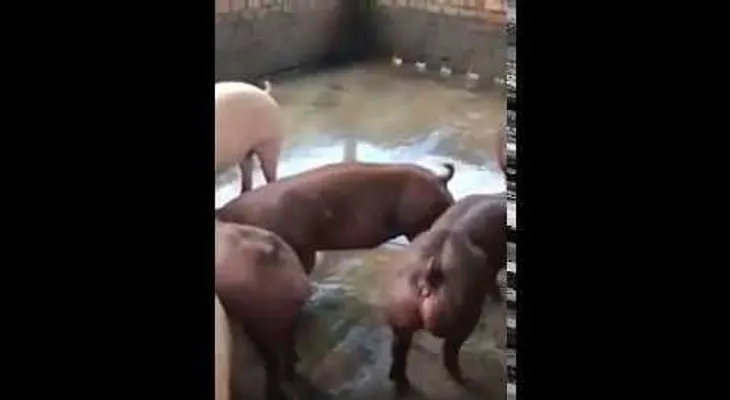 Encuentran cerdos mutantes en una granja en Camboya