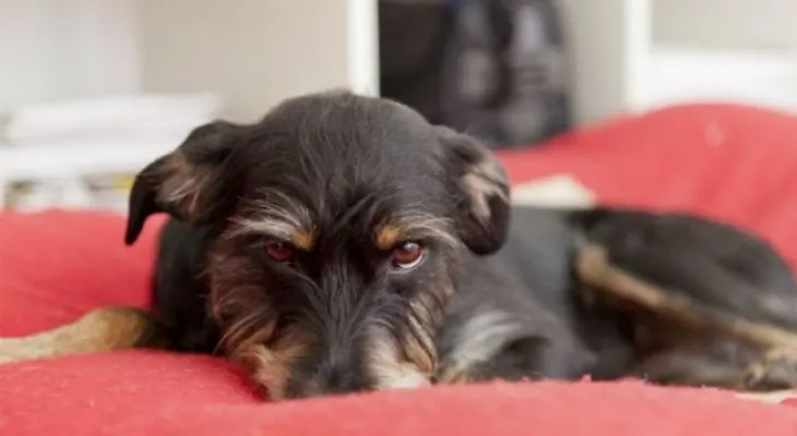 La demencia también afecta a perros y gatos