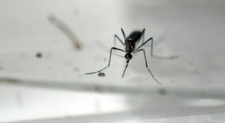 OMS teme millones de casos de zika en América y se reúne de urgencia