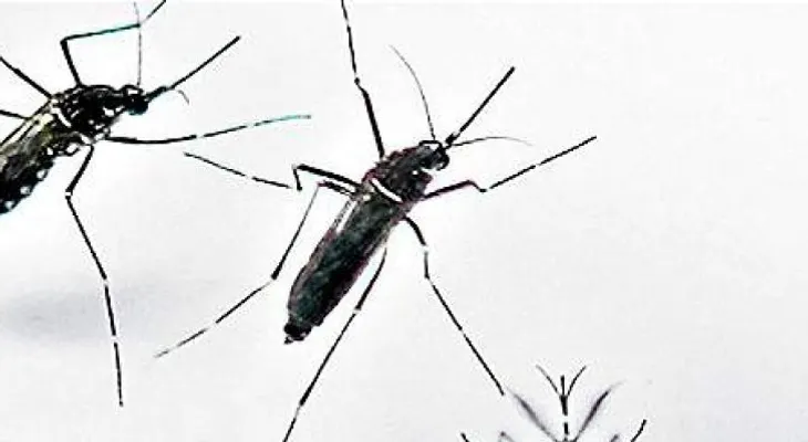 Afinan estrategias para evitar avance del Zika en Anzoátegui