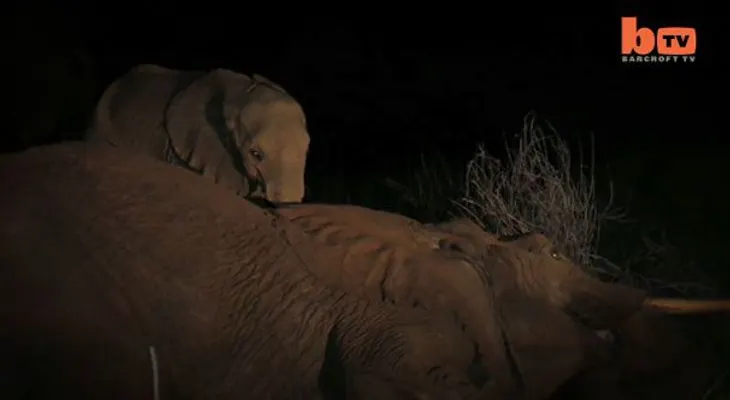 Conmovedor: Bebé elefante se negó a separarse de su madre muerta