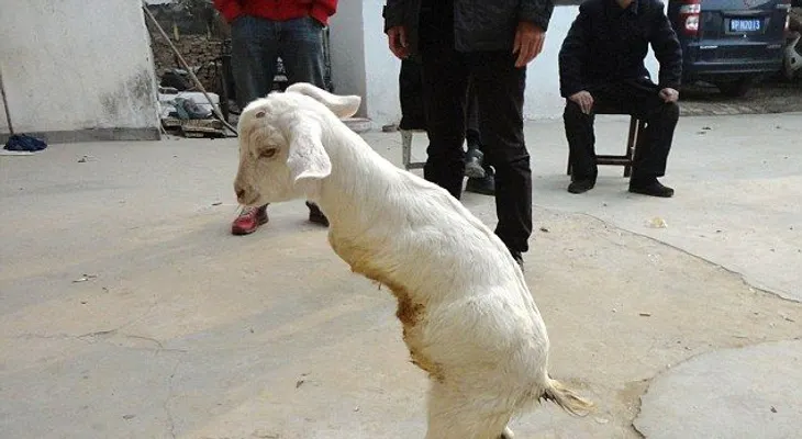 Compra una cabra de dos patas para enfrentar el cáncer 