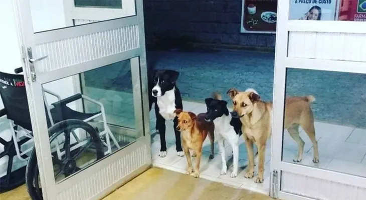 Cuatro perros esperaron a las puertas de un hospital a que su dueño fuera atendido en emergencias