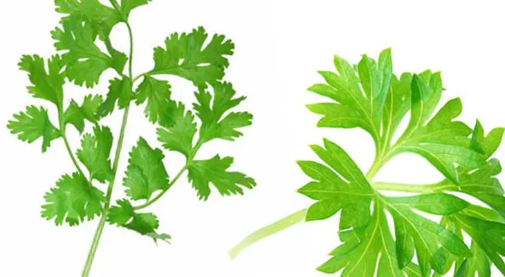 El mejor remedio para la diabetes, hígado y riñones: Cilantro y perejil
