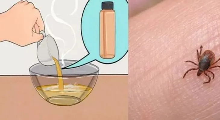 Cómo eliminar las pulgas y garrapatas de su casa y animales con este remedio súper potente!!