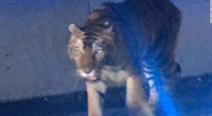 Policía de Atlanta mata a un tigre que andaba suelto y atacó a un perro