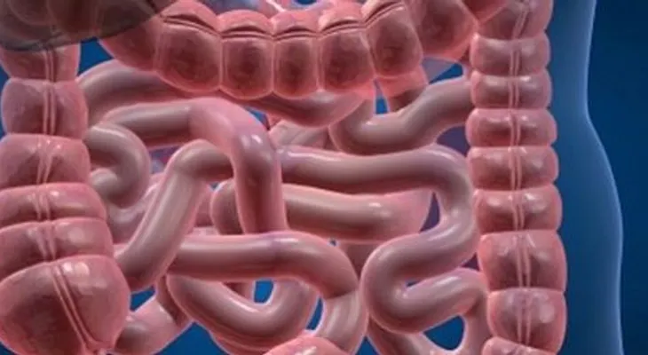 Enfermedades intestinales crónicas pueden se tratadas con trasplantes fecales 