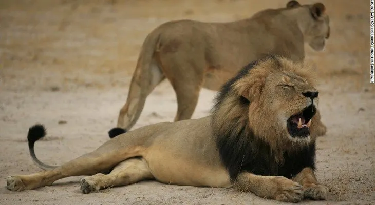 Un león mató a un guía de safari en el parque de Zimbabwe donde vivía el león Cecil