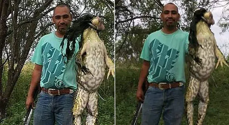Cazador exhibió una rana toro gigante y se abrieron los interrogantes: ¿Puede ser real?