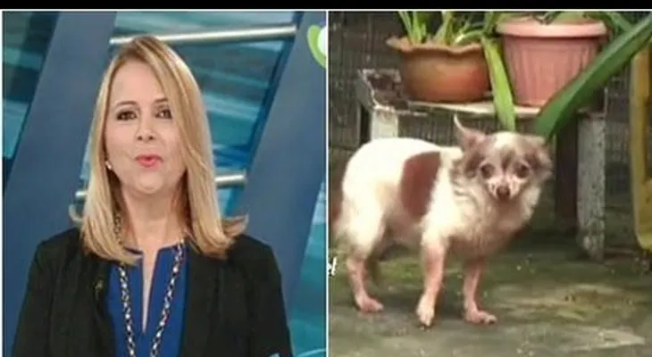 Nuria Piera denuncia red de falsos veterinarios