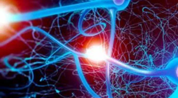 La creación de neuronas decrece a medida que envejecemos 