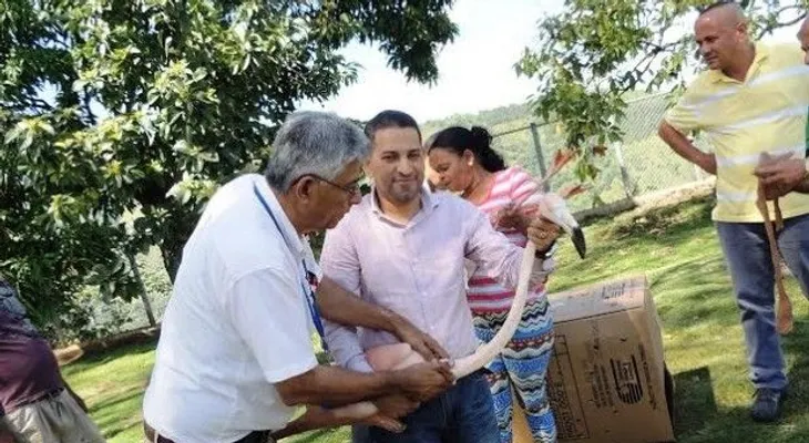 Medio Ambiente rescata 13 flamencos de una finca en Constanza