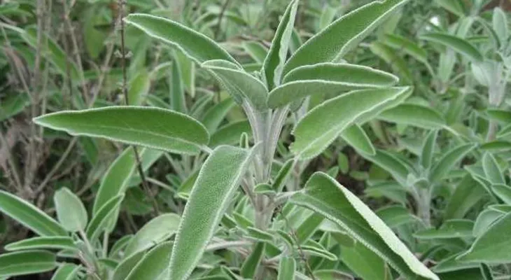 Esta planta la tengo en mi casa porque evita TODAS ESTAS COSAS...