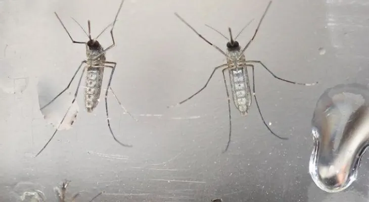 EE.UU. confirma otros dos contagios de zika por transmisión sexual