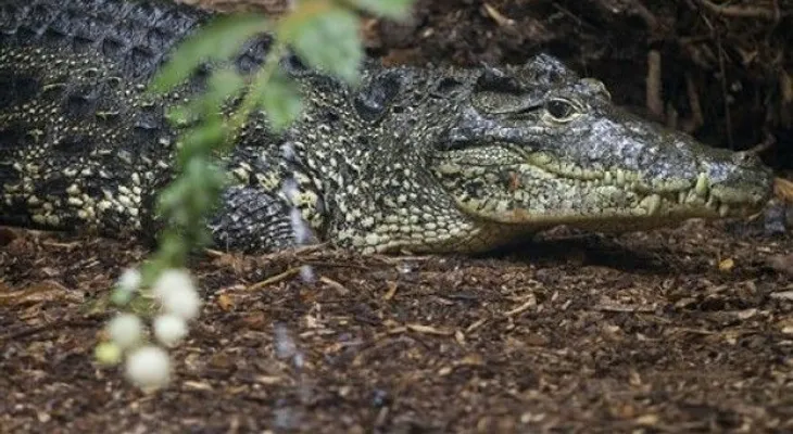 Hombre fallece en México tras ser atacado por cocodrilo