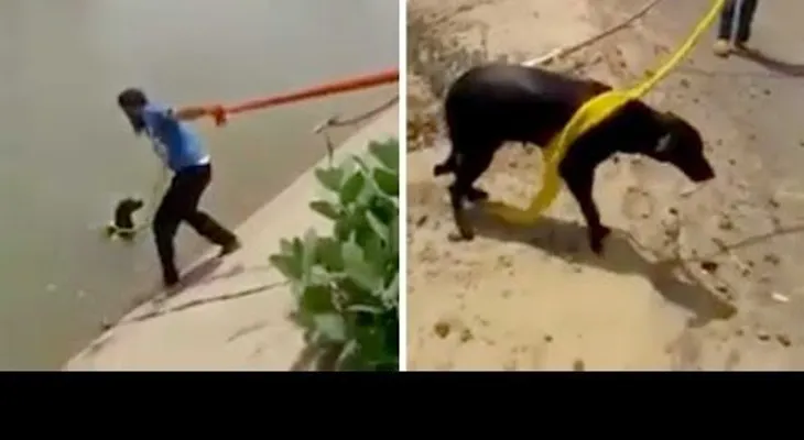 Un indio usa su turbante para salvar a un perro y se convierte en un héroe (VIDEO)