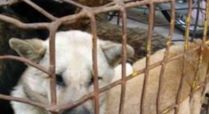 Cientos de animales son maltratados: Cómo denunciar el maltrato animal