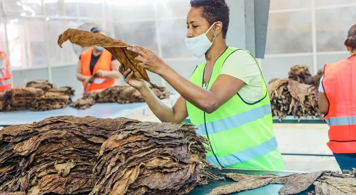 RD rompe récord de exportación de tabaco en 2021 con 1,236 millones de dólares