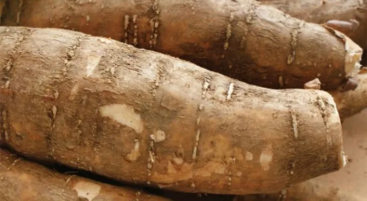 Lo que debes saber sobre la yuca amarga