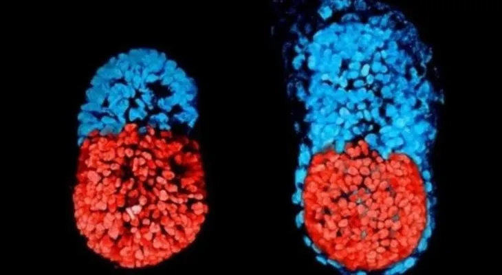 Científicos cruzan células humanas con embriones de pollo