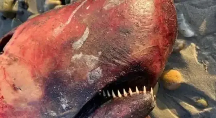 La criatura marina de dientes largos y afilados varada al este de California que sorprendió a los científicos