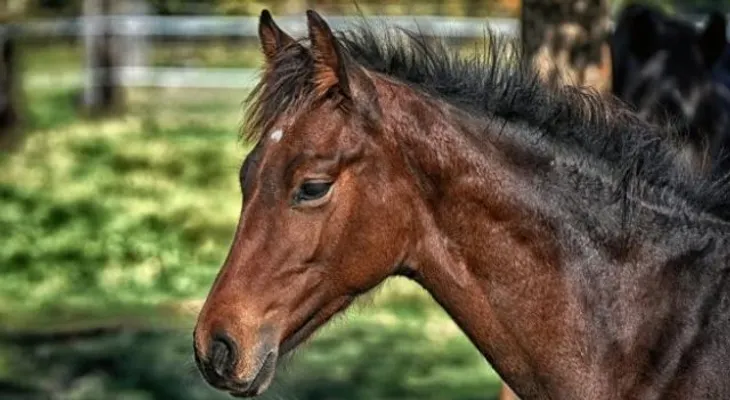 Noticia insólita: Un caballo irrumpe en funeral de su amo para despedirlo