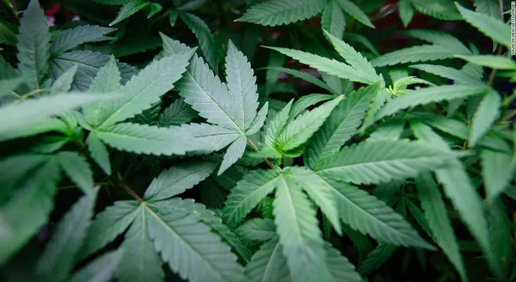 Marihuana: ¿sí o no?