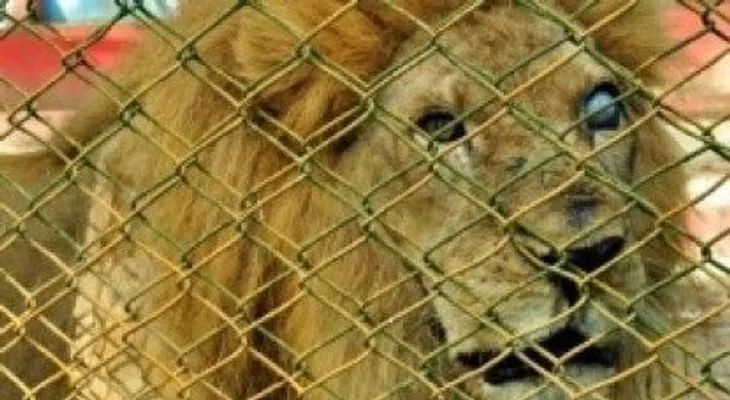 Medio Ambiente ordena cierre de zoológico en Moca por malas condiciones