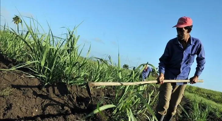 Colombia aumentará en un millón las hectáreas cultivadas hasta 2018