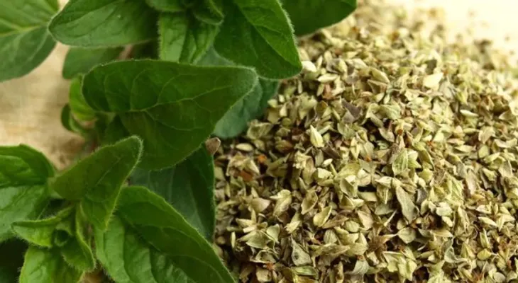 Orégano: El Poder Curativo Escondido en tu Cocina