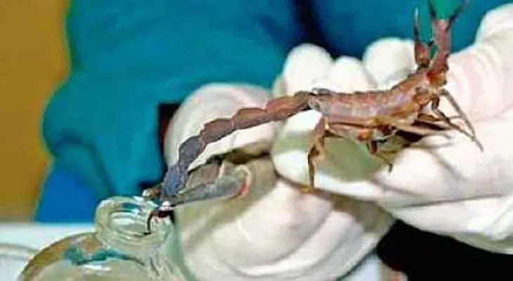 Veneno de alacrán azul: eficaz para curar el cáncer, y puede ser aplicado a personas con SIDA