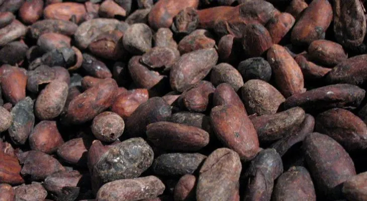 Los flavanoles contenido en granos del cacao mejoran memoria en mayores