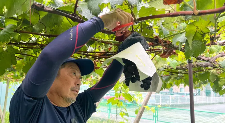 Guerra encubierta por semillas de frutas de lujo en Asia: el caso de la 'Beni Princess'