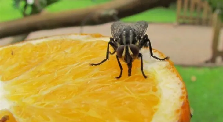 Cuando una mosca se pose en tu comida tírala de inmediato; es los más repugnante que puede existir 