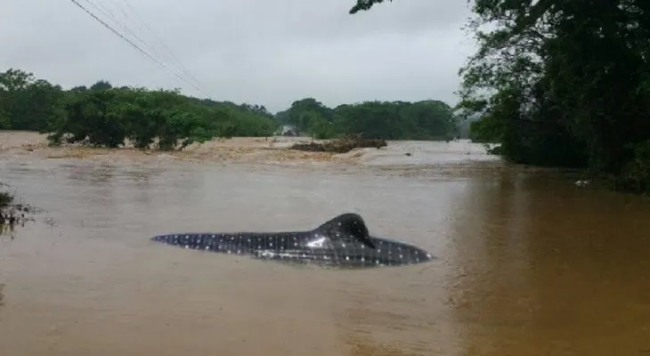 Un pez gigante causa revuelo en las aguas del Río Ozama en Monte Plata