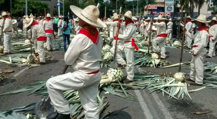 251 jimadores de agave establecen récord Guinness en Guadalajara