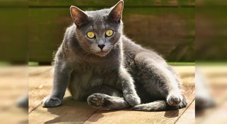 Ciberdelincuente más buscado por FBI utilizó nombre de su gato como contraseña