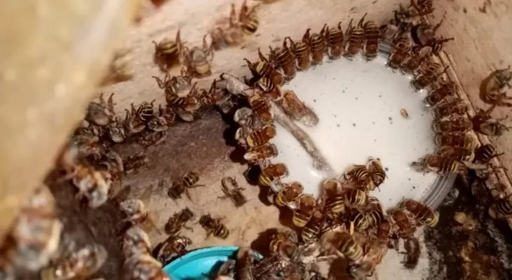 Mujeres mayas de Yucatán lideran la preservación de la abeja melipona