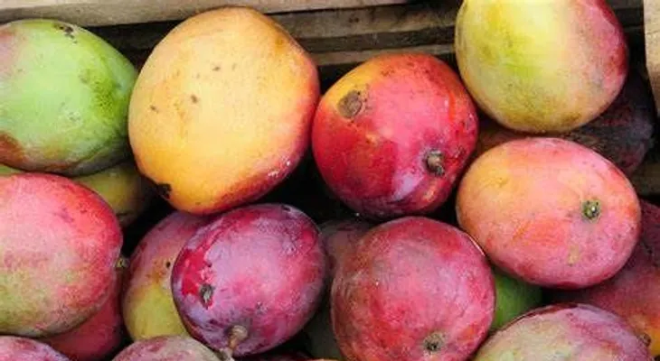 El mango previene la anemia, cuida la piel; ayuda a bajar de peso y protege de dolores menstruales
