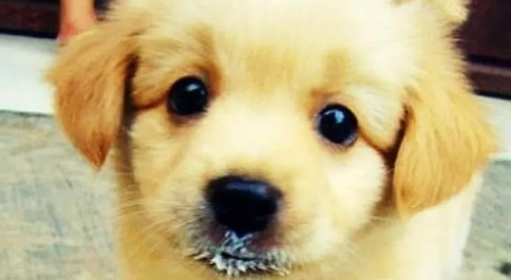 5 alimentos que pueden llegar a matar a tu perro