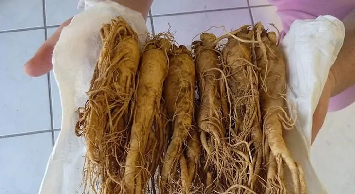 Conozca 16 remedios y recomendaciones para la impotencia sexual